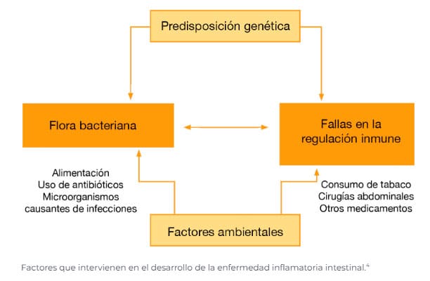 Factores que intervienen en el desarrollo de la EII.