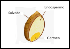 Partes de un grano entero.